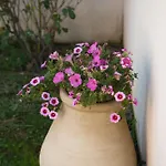 Apartment Le Colibri *