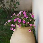 Apartmán Le Colibri *